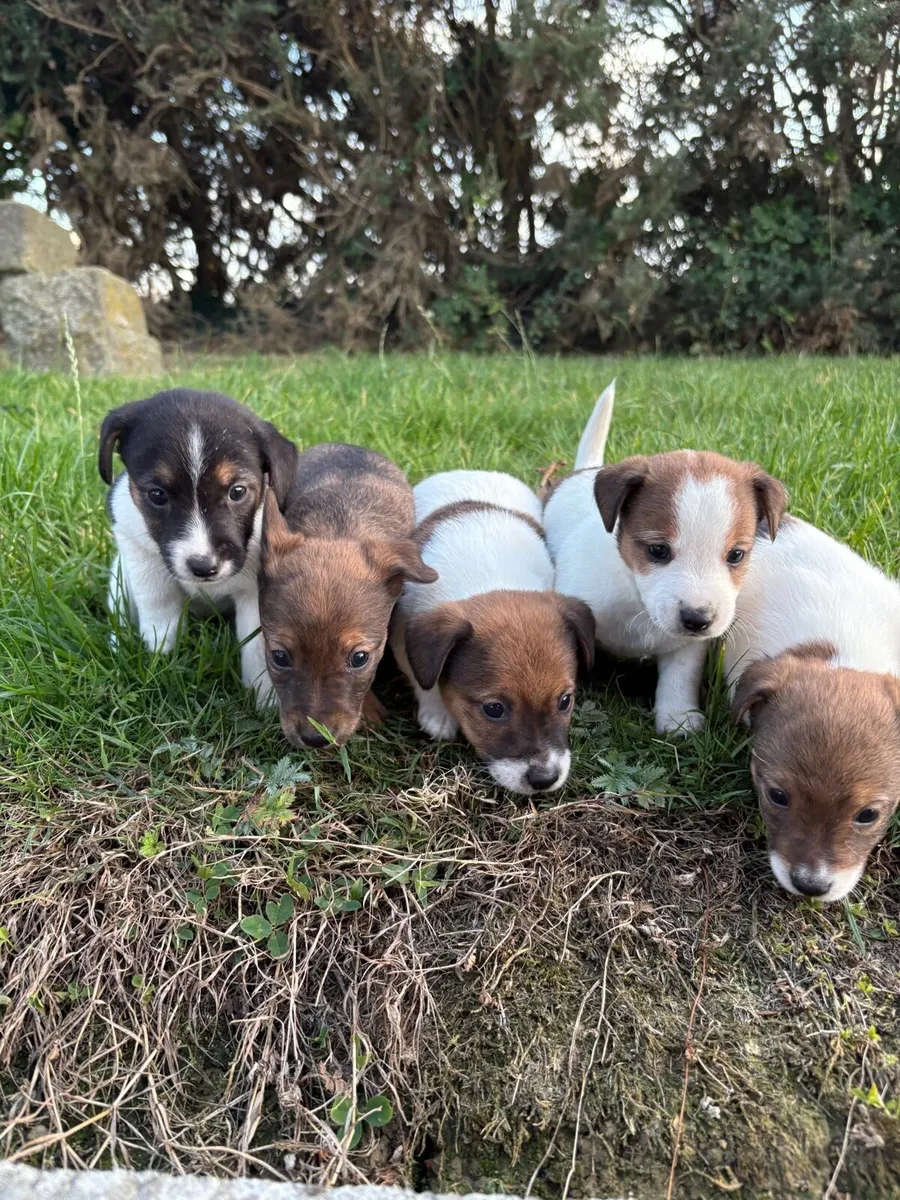 Jack Russell - Image 1