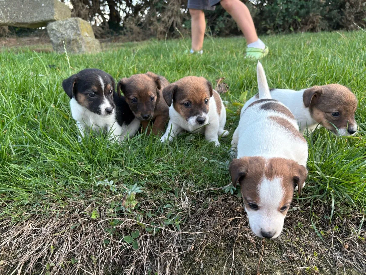 Jack Russell - Image 2