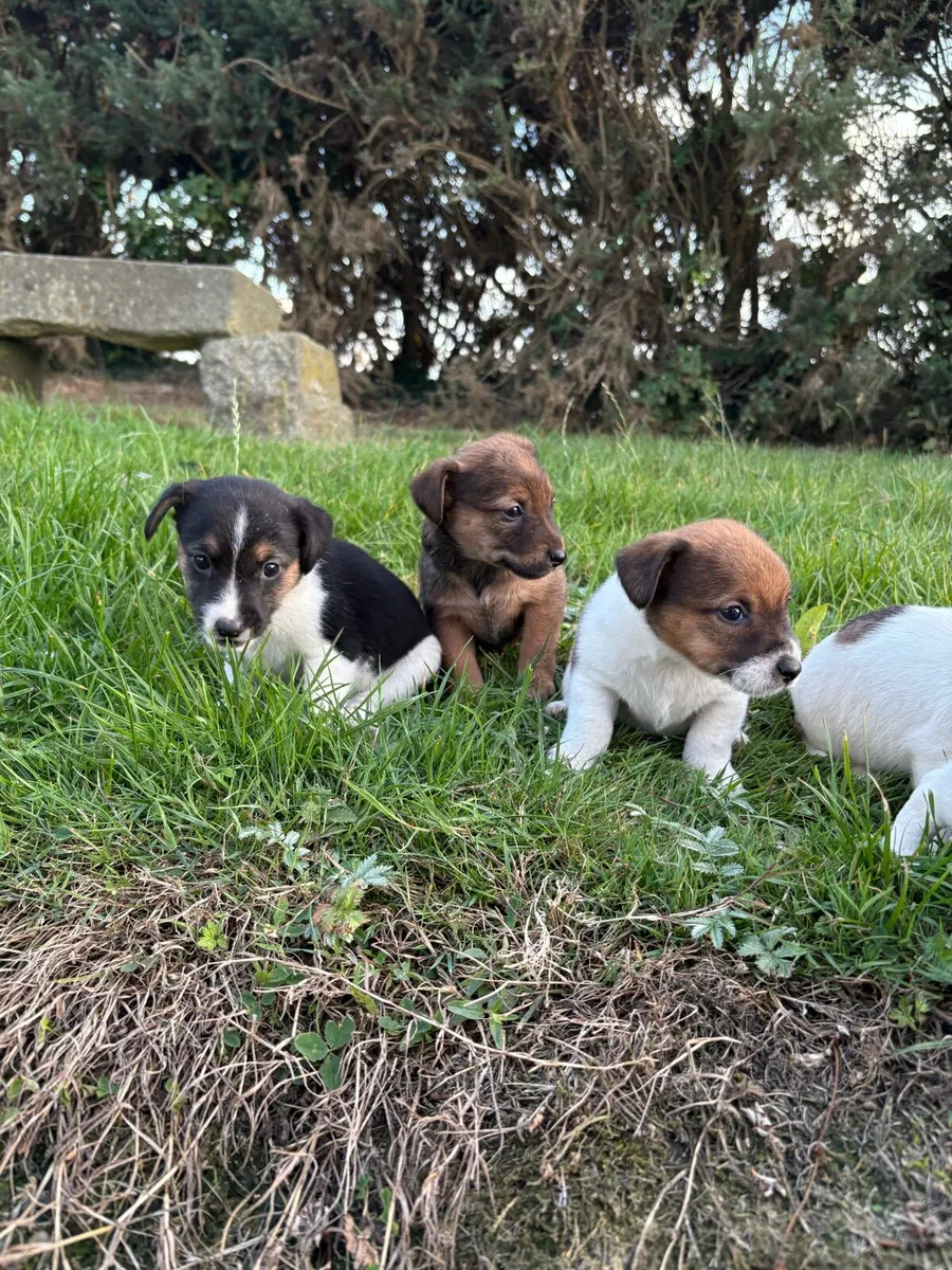 Jack Russell - Image 3