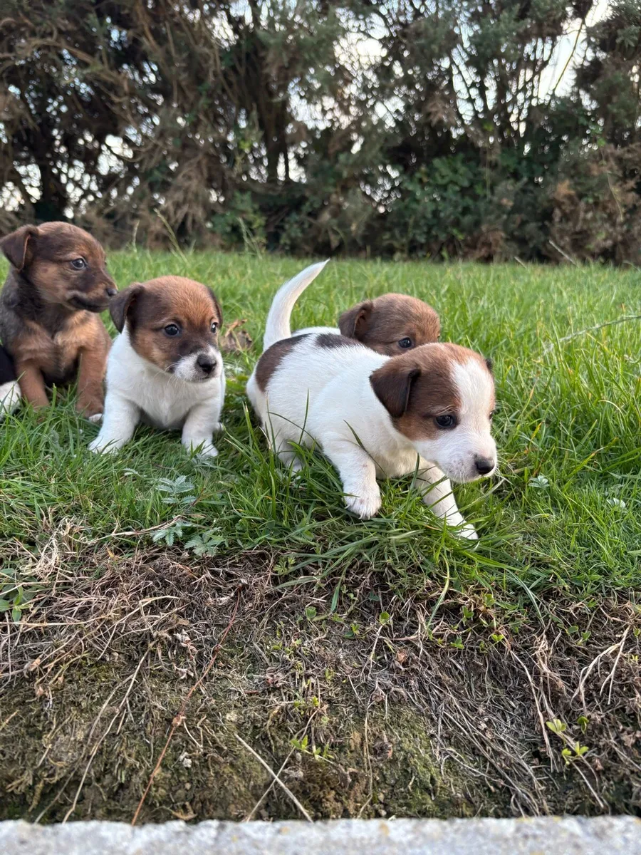 Jack Russell - Image 4