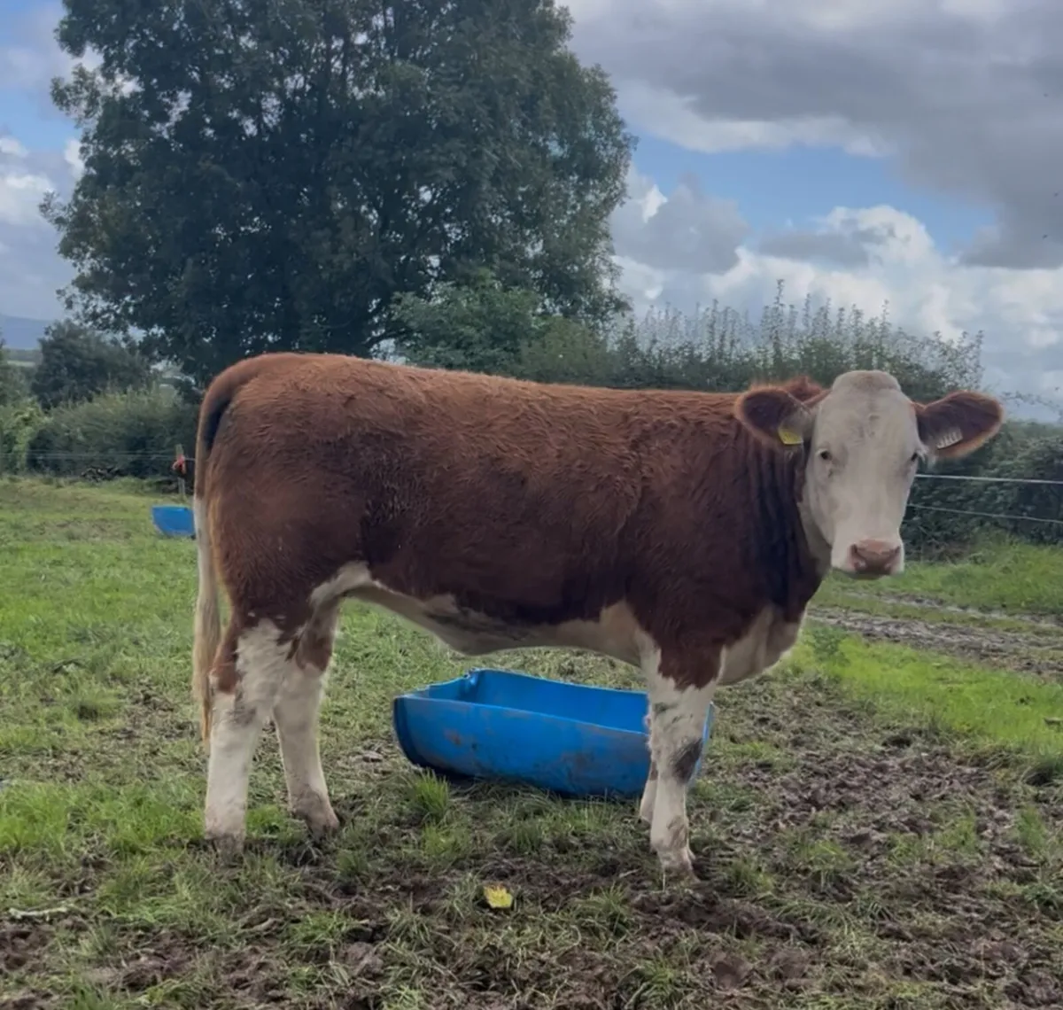 Commercial Simmental Heifers - Image 1