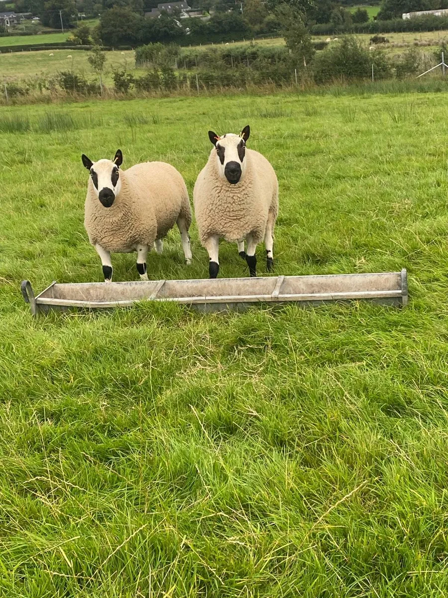 Kerry hill ram - Image 1