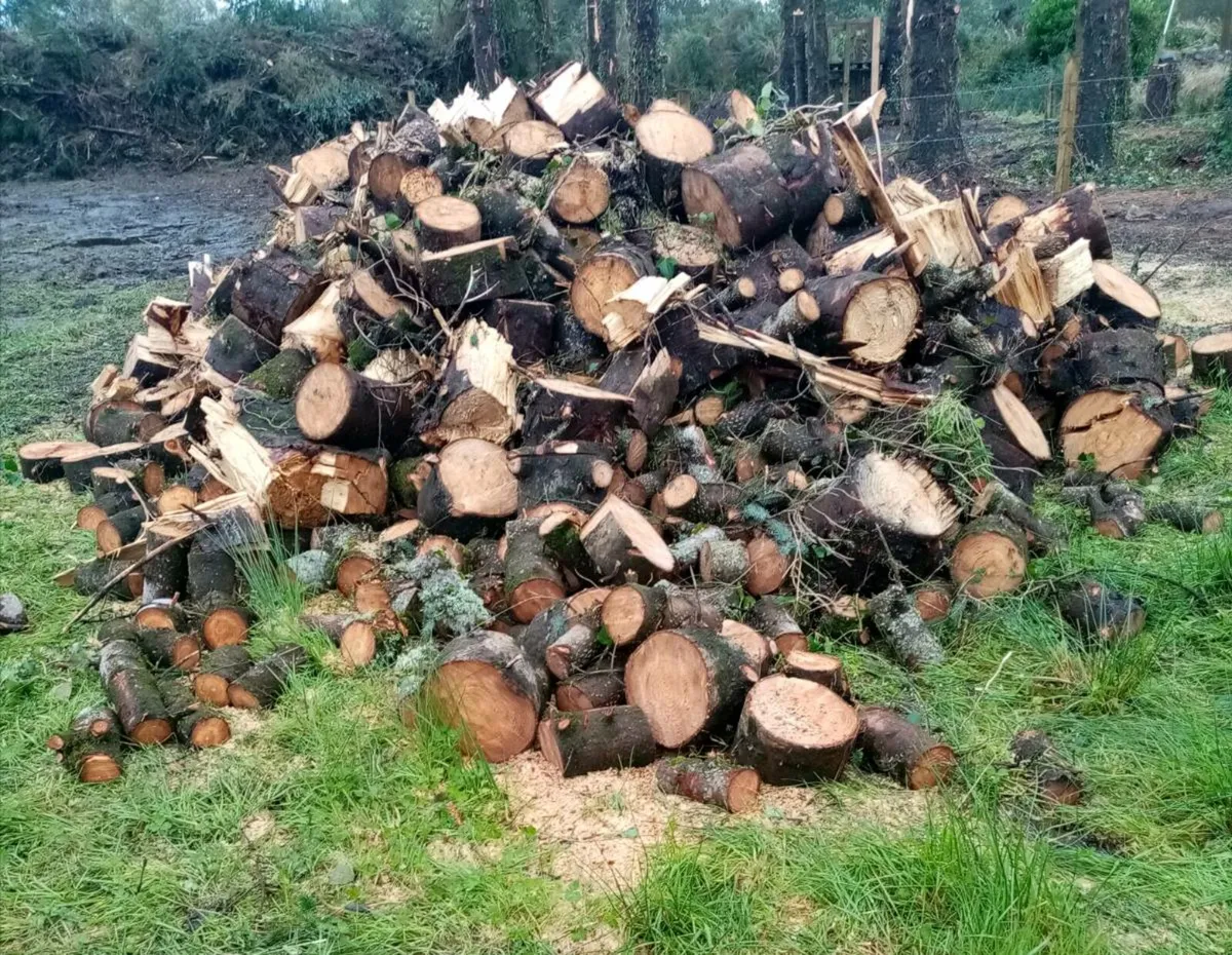 Fresh Cut Timber