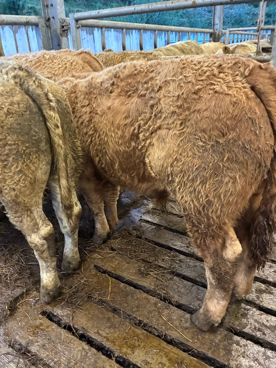 30 SUPER QUALITY LIM/CH BULL WEANLINGS 300-350KG - Image 1