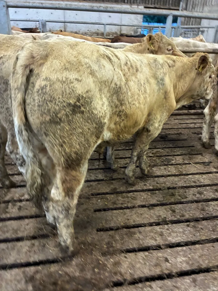 16 TOP QUALITY CH BULL WEANLINGS 380KG - Image 1