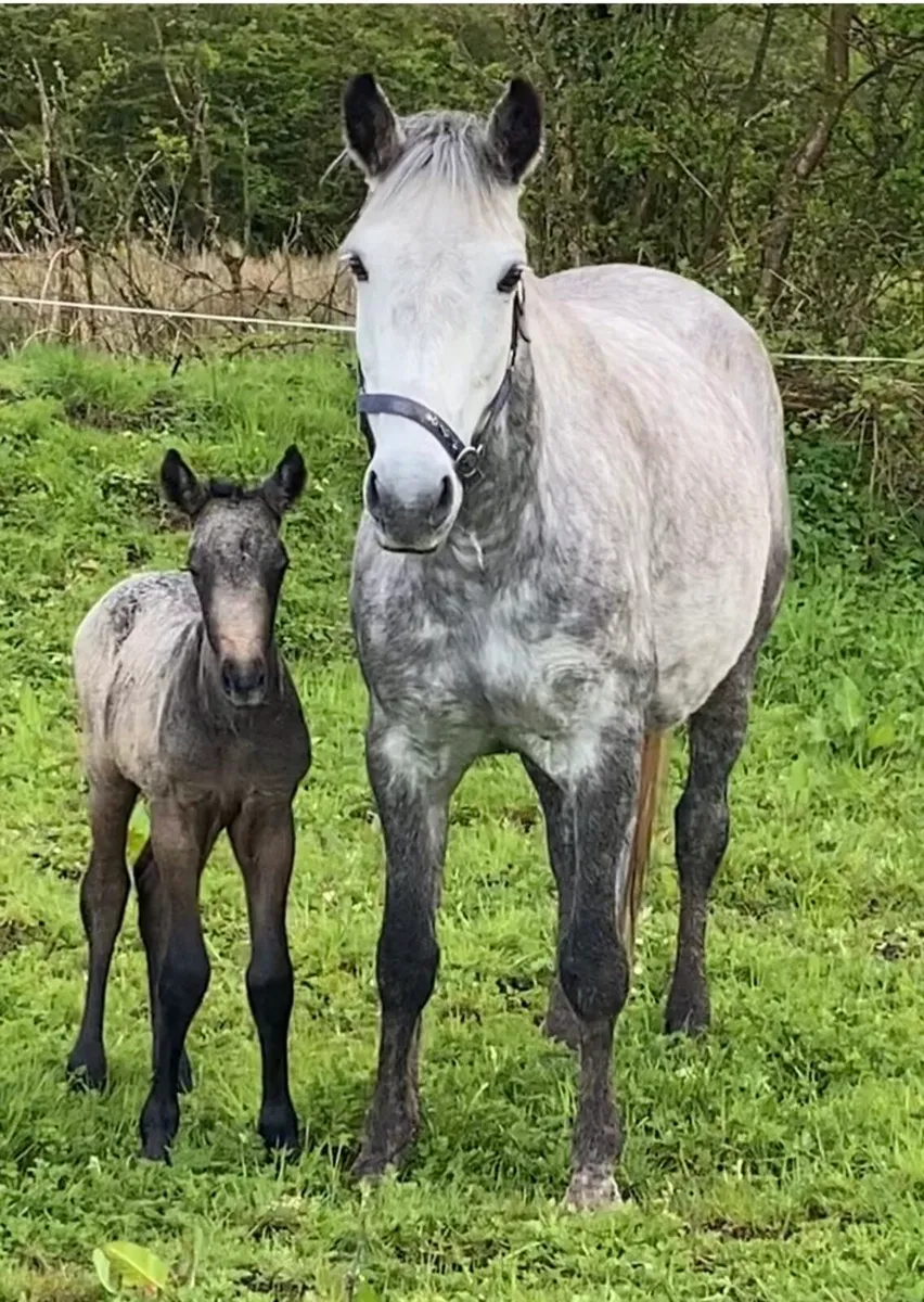 Beautiful connemara x filly - Image 2