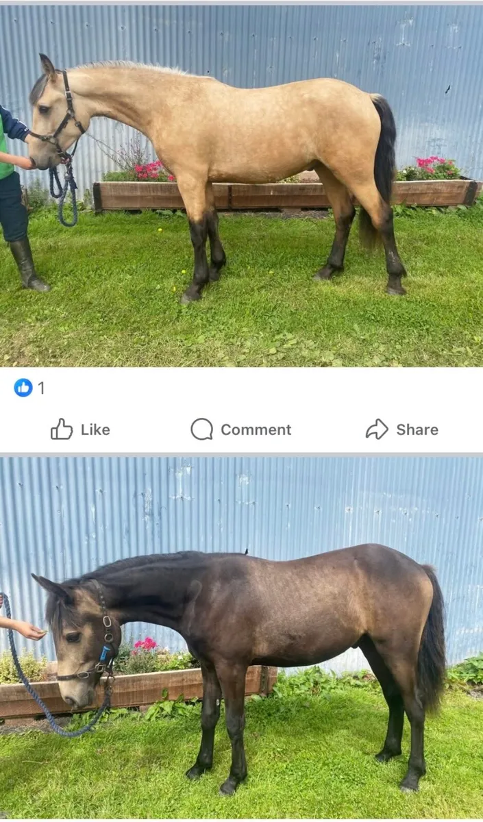 Beautiful connemara x filly - Image 4