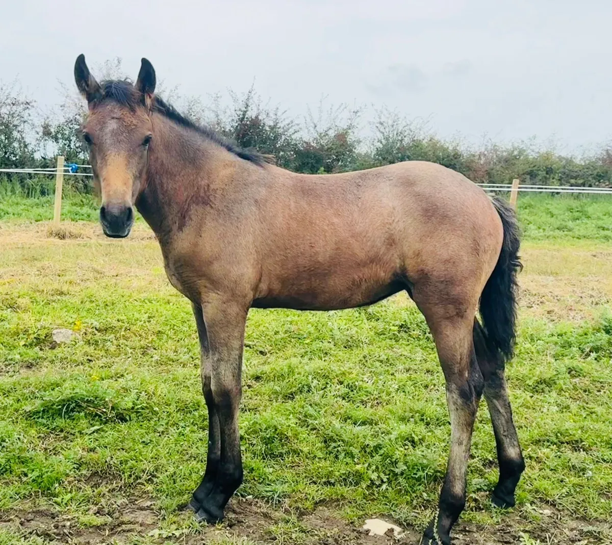 Beautiful connemara x filly - Image 1