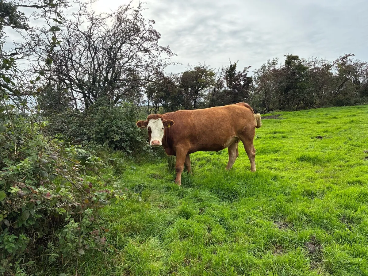 Springing heifers - Image 2