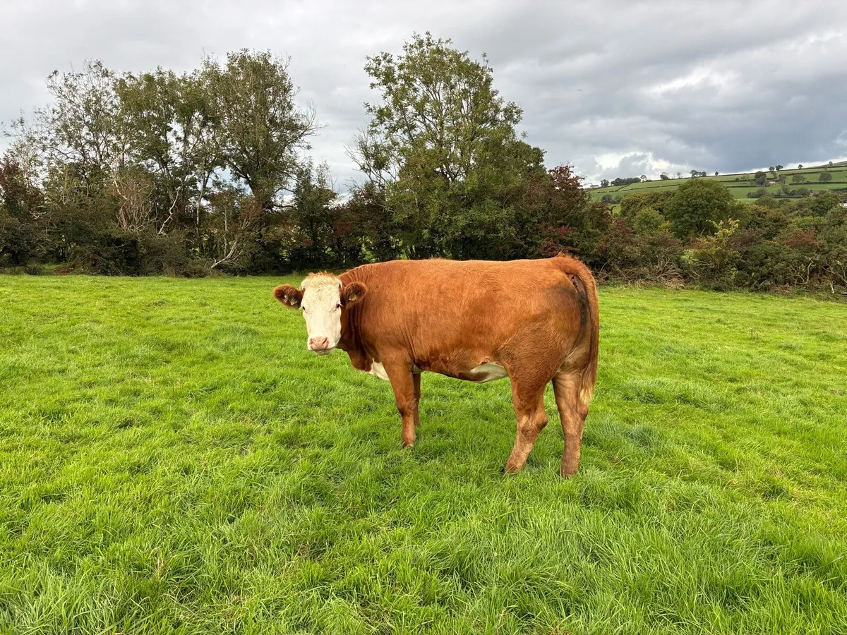 Springing heifers - Image 3
