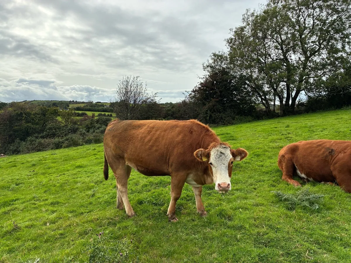 Springing heifers - Image 4