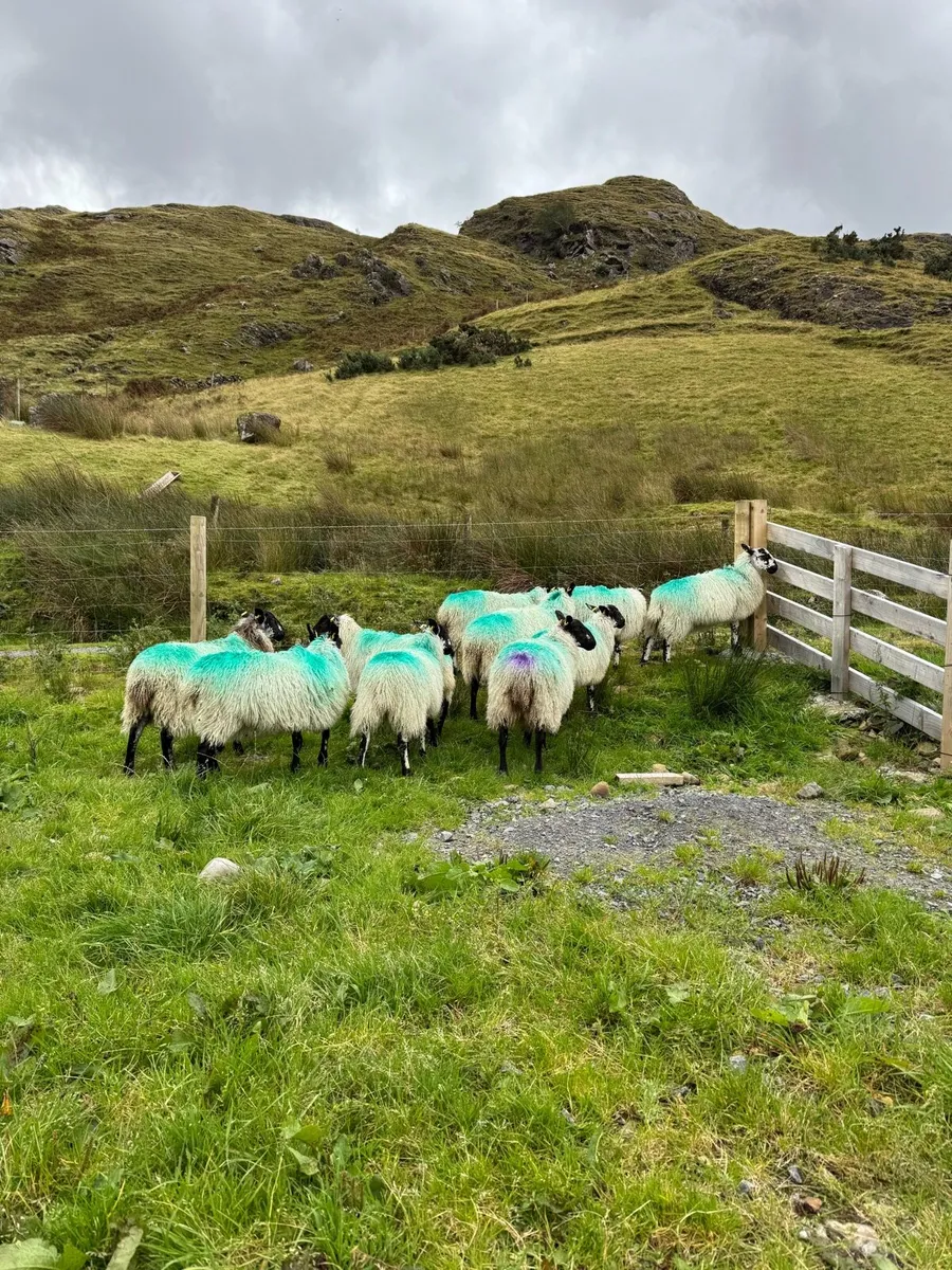 Organic Lambs - Image 2