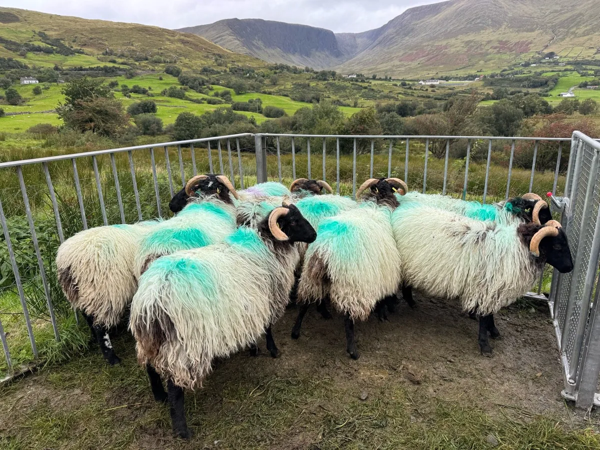 Organic Lambs - Image 3
