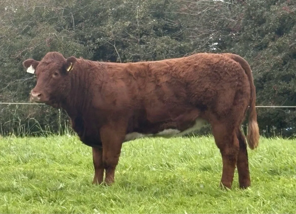 Heifer Weanlings for Castlerea 18th Sep - Image 1