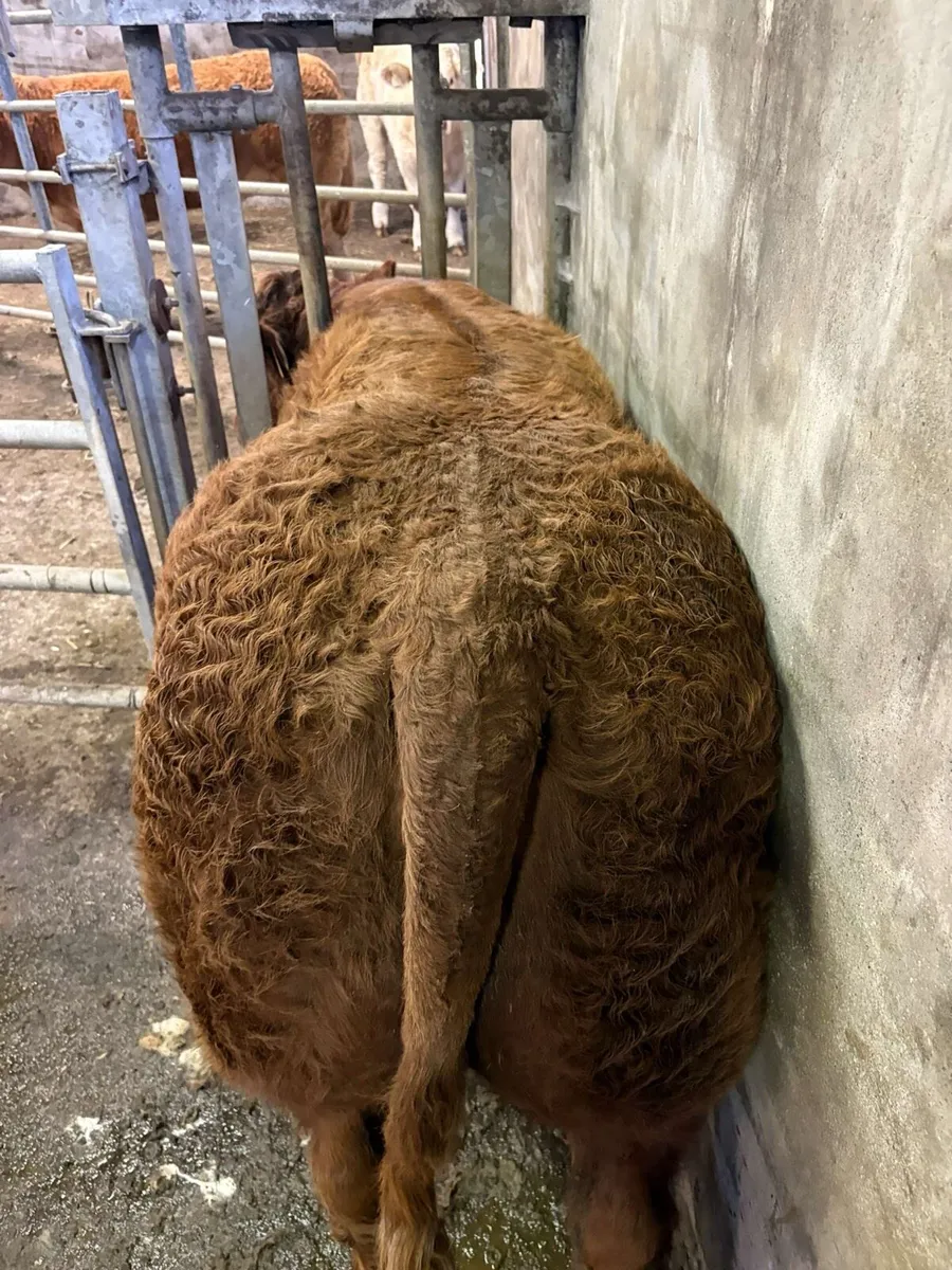 Heifer Weanlings for Castlerea 18th Sep - Image 2