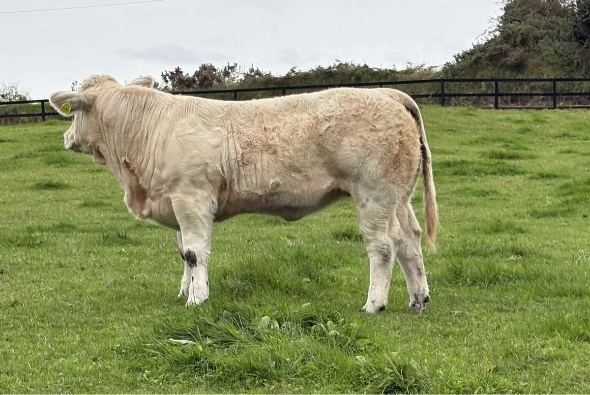 Heifer Weanlings for Castlerea 18th Sep - Image 3