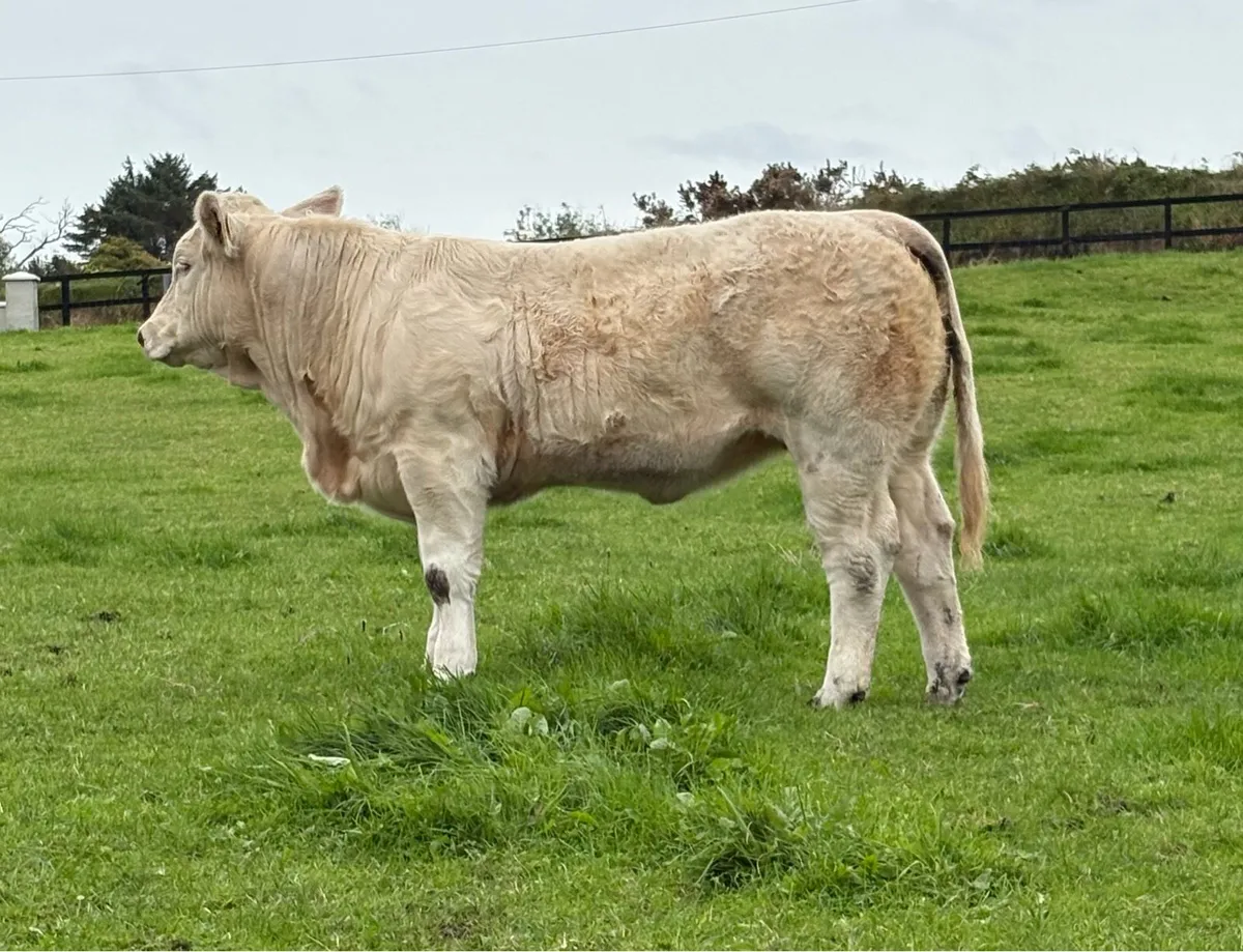 Heifer Weanlings for Castlerea 18th Sep - Image 4