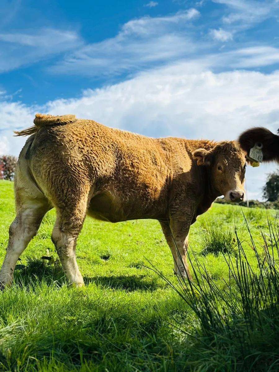 Heifers for Balla Friday 19th - Image 1