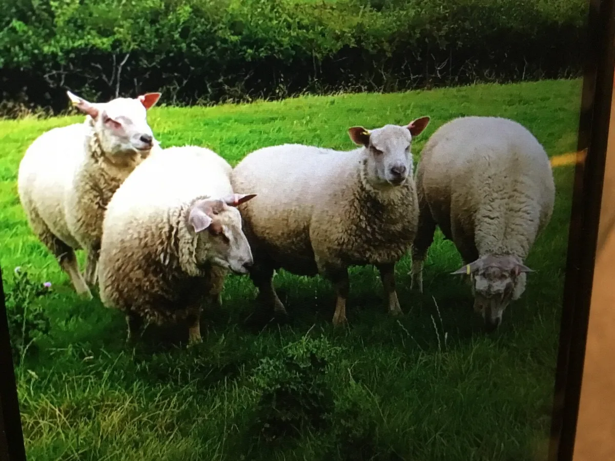 Sheep