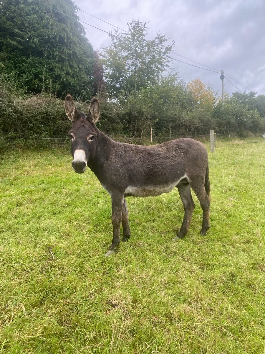 Jack Donkey - Image 2