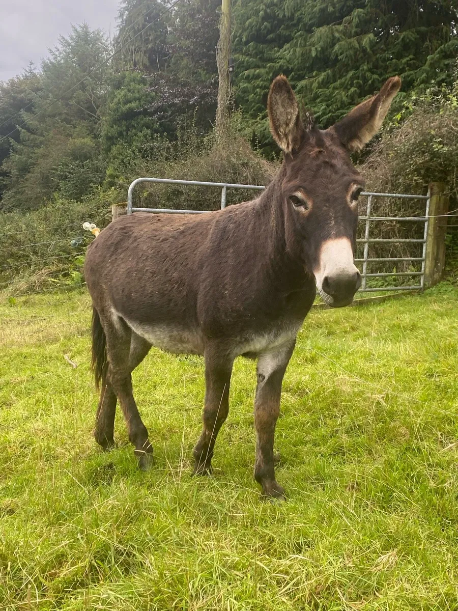Jack Donkey - Image 1