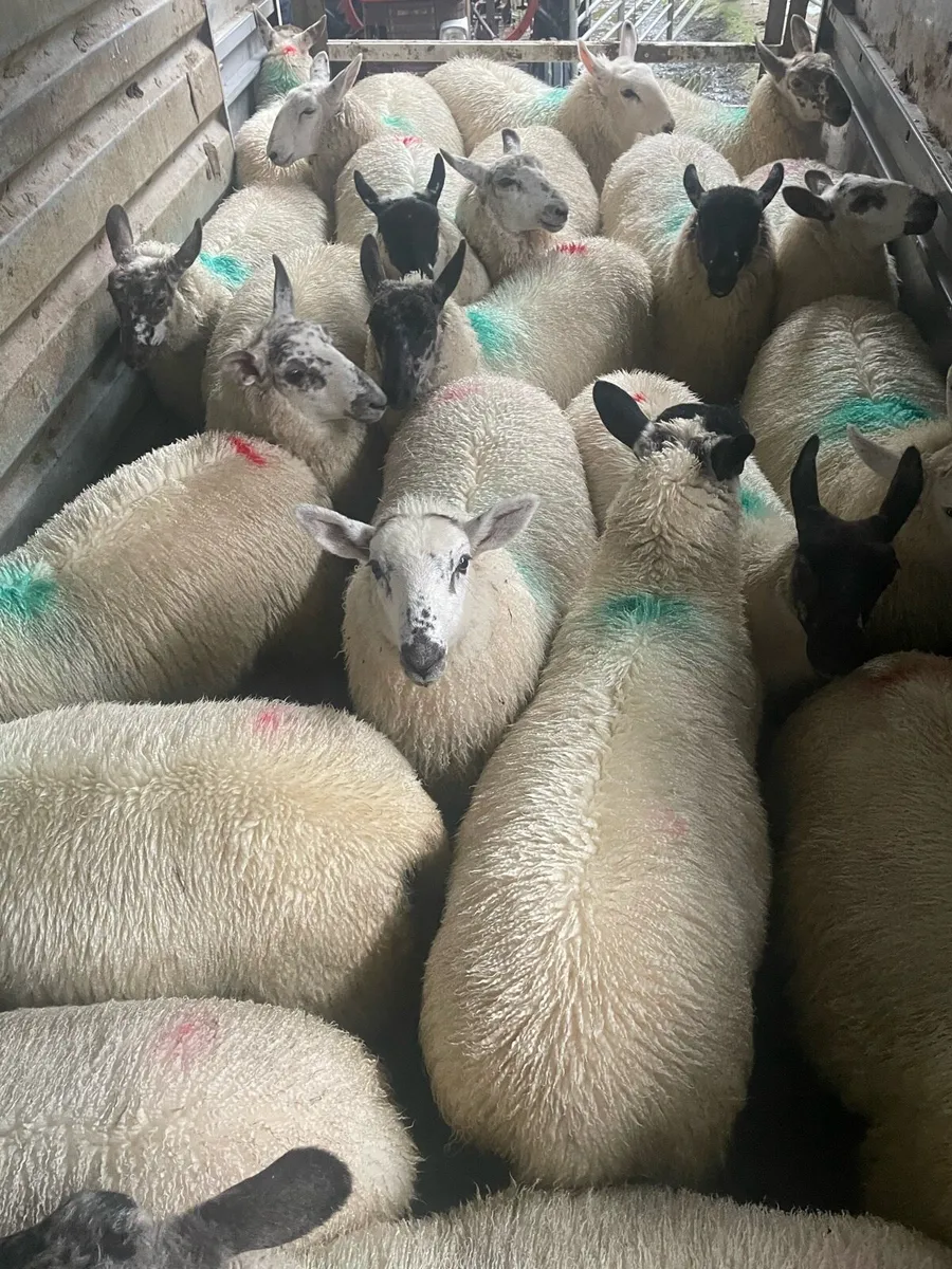 Ewe Lambs - Image 1