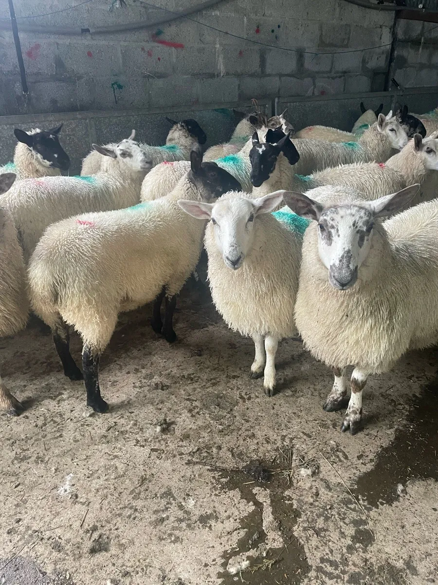 Ewe Lambs - Image 2