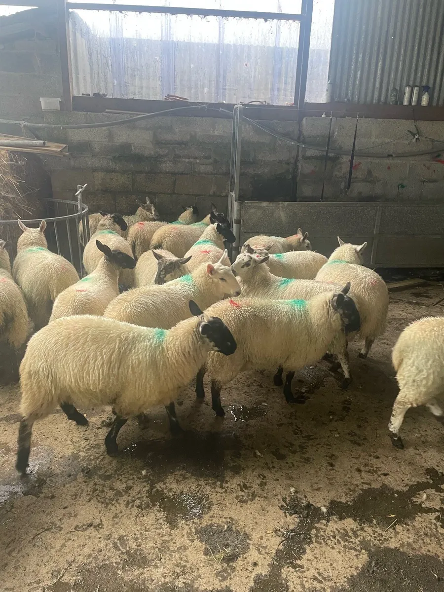 Ewe Lambs - Image 3