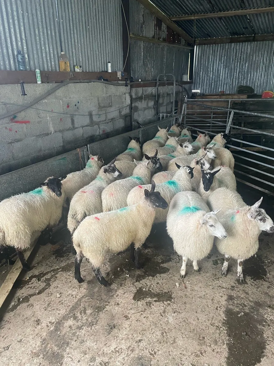 Ewe Lambs - Image 4