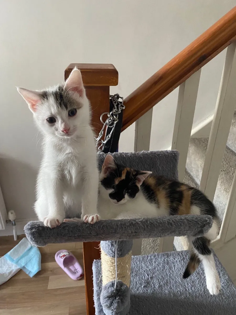 Kittens - Image 1