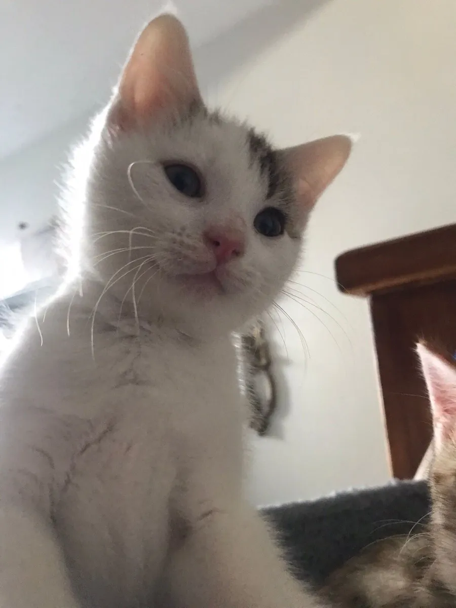 Kittens - Image 2