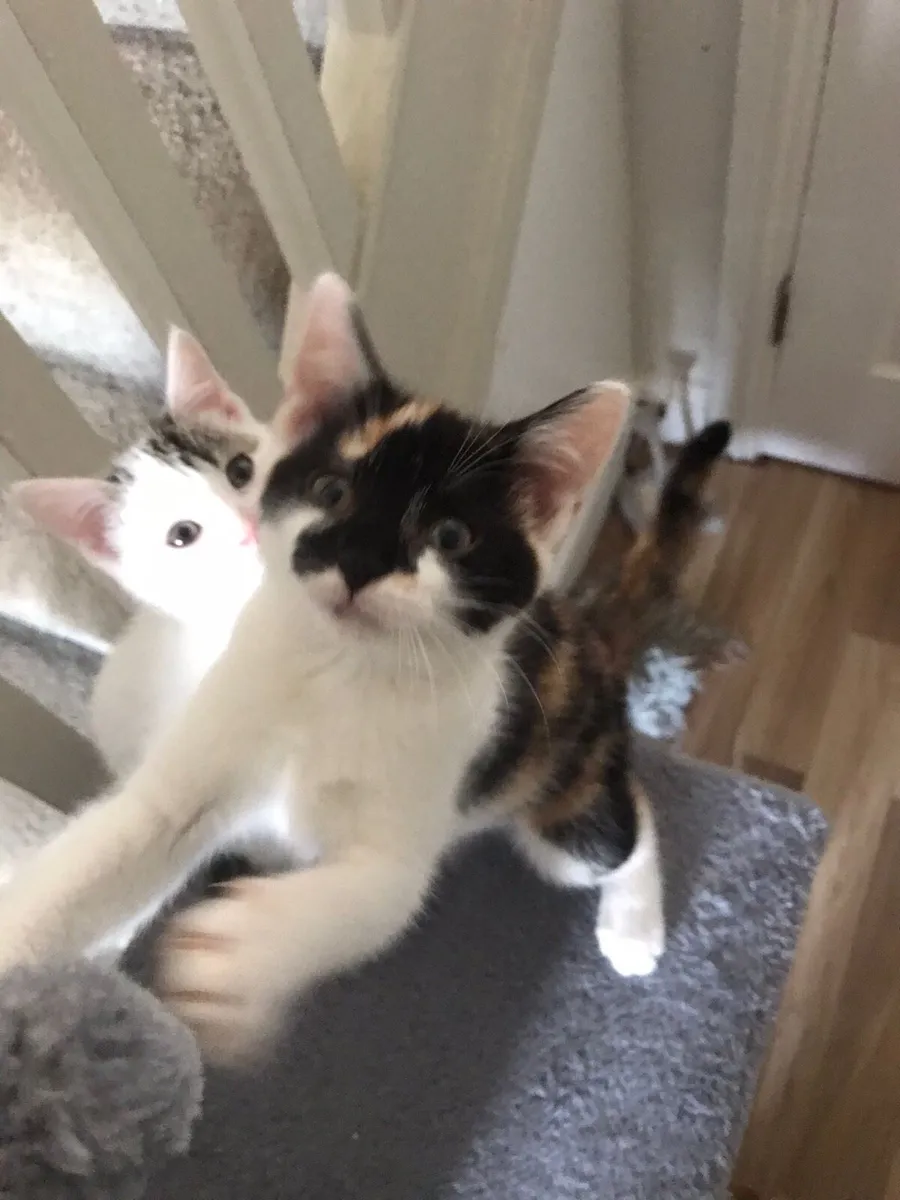 Kittens - Image 3