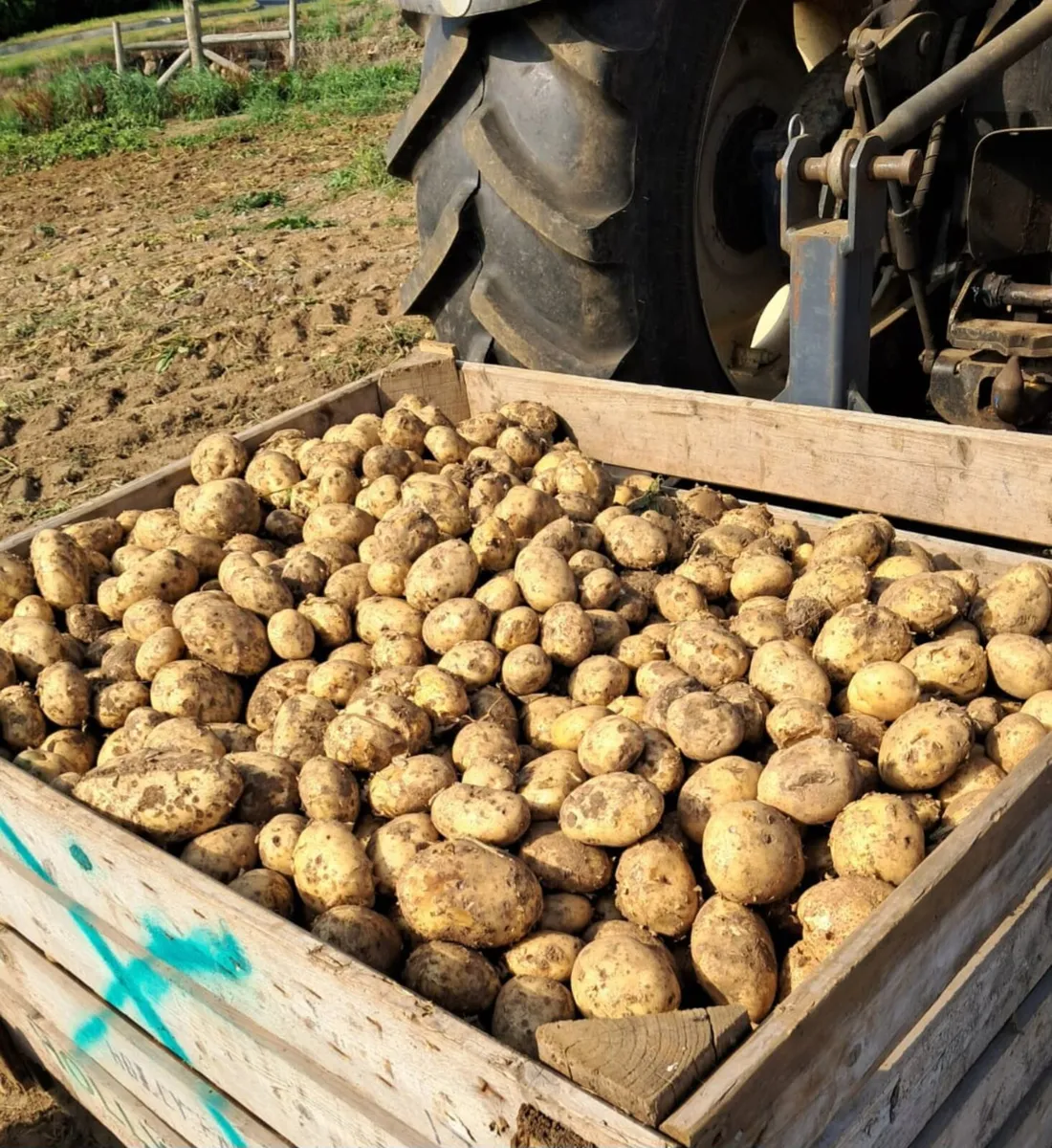 Potatoes For Sale - Image 1