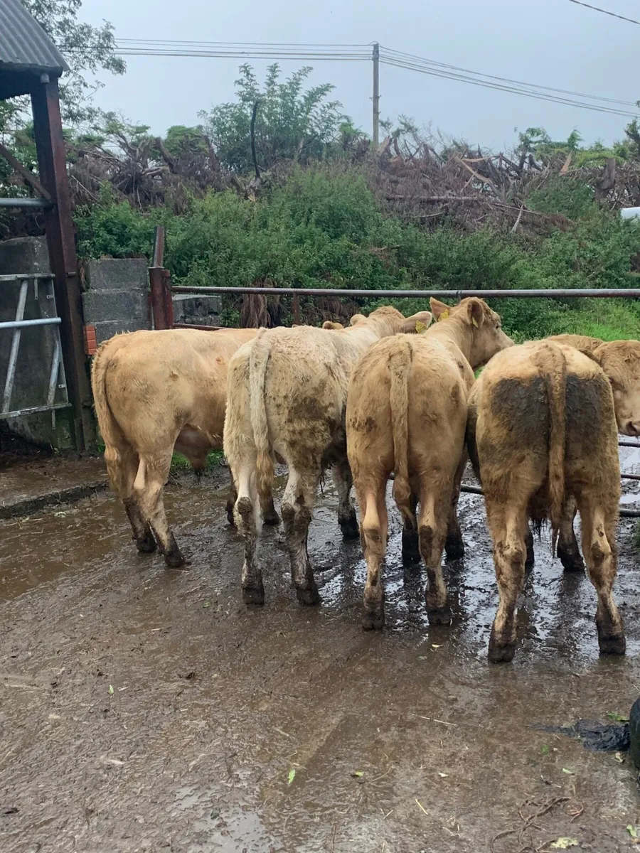 4 Super Golden Charlaois Bullocks for sale - Image 4