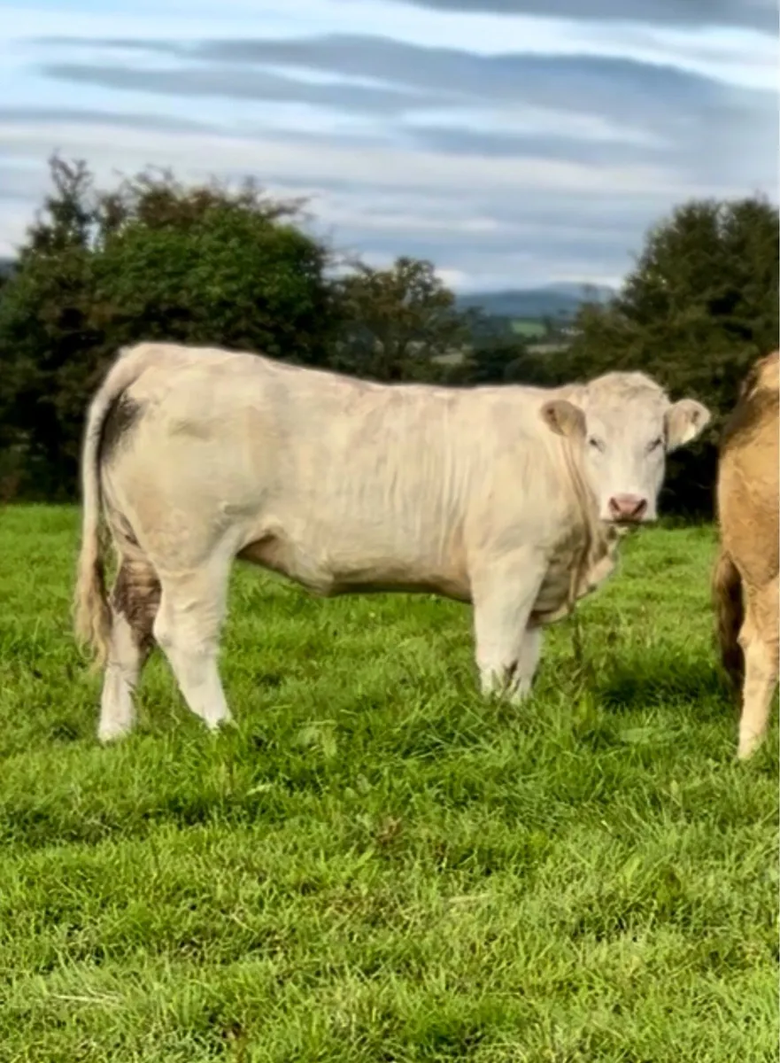 Heifers for Balla Friday 19th - Image 2