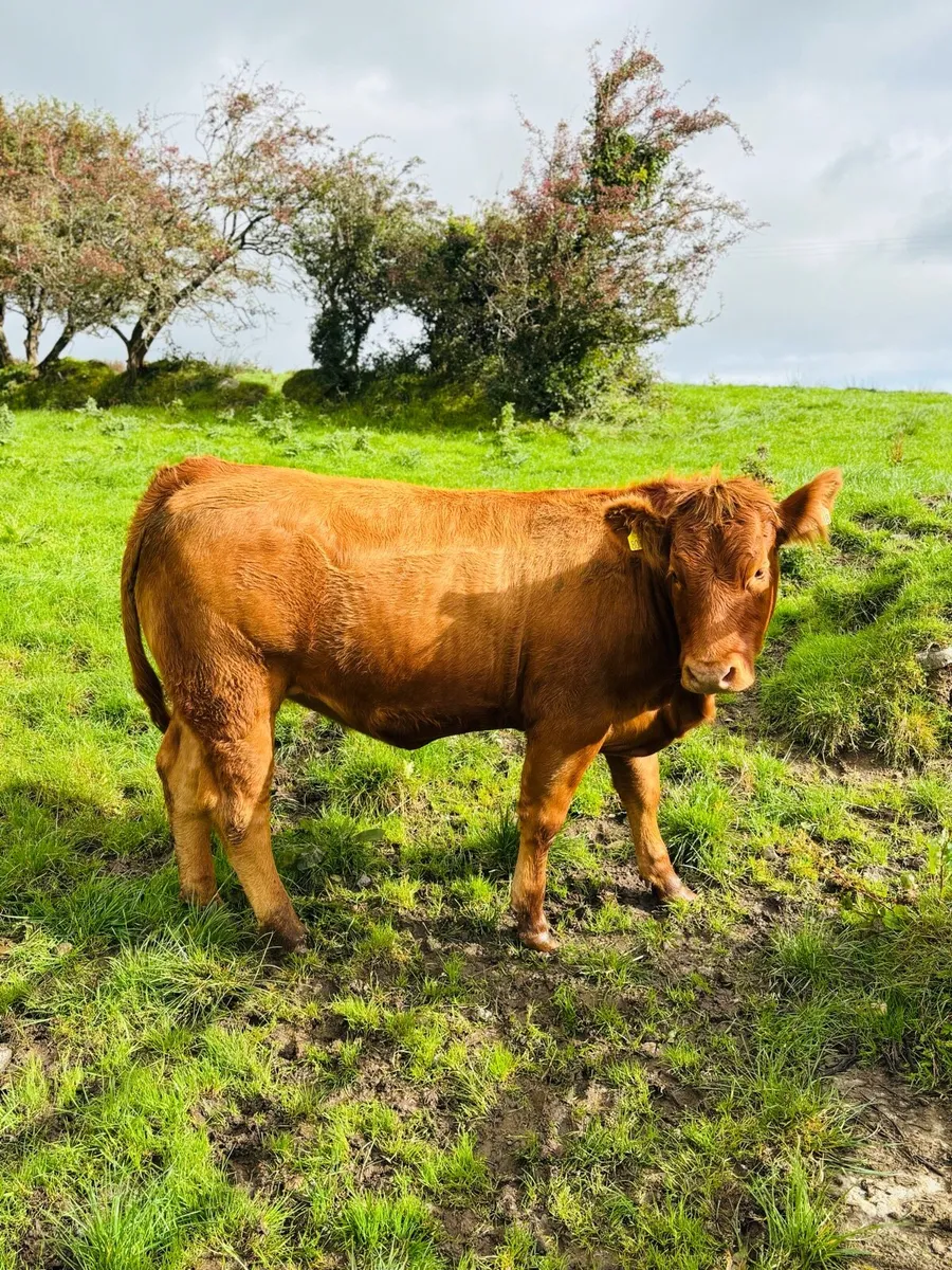 Heifers for Balla Friday 19th - Image 3