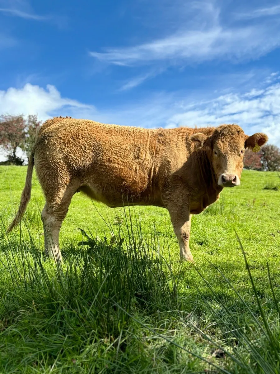 Heifers for Balla Friday 19th - Image 4