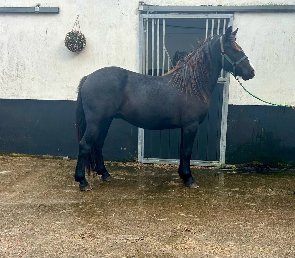 stunning 3 year olds - Image 1