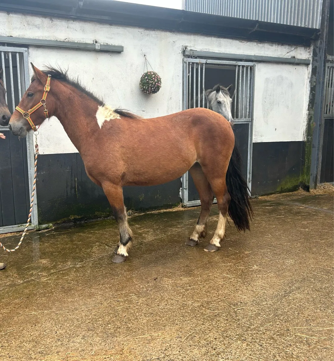 stunning 3 year olds - Image 3