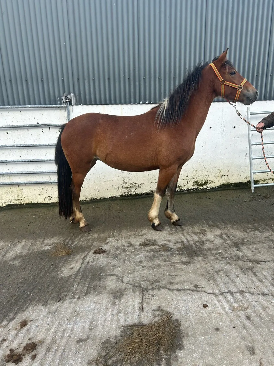 stunning 3 year olds - Image 4