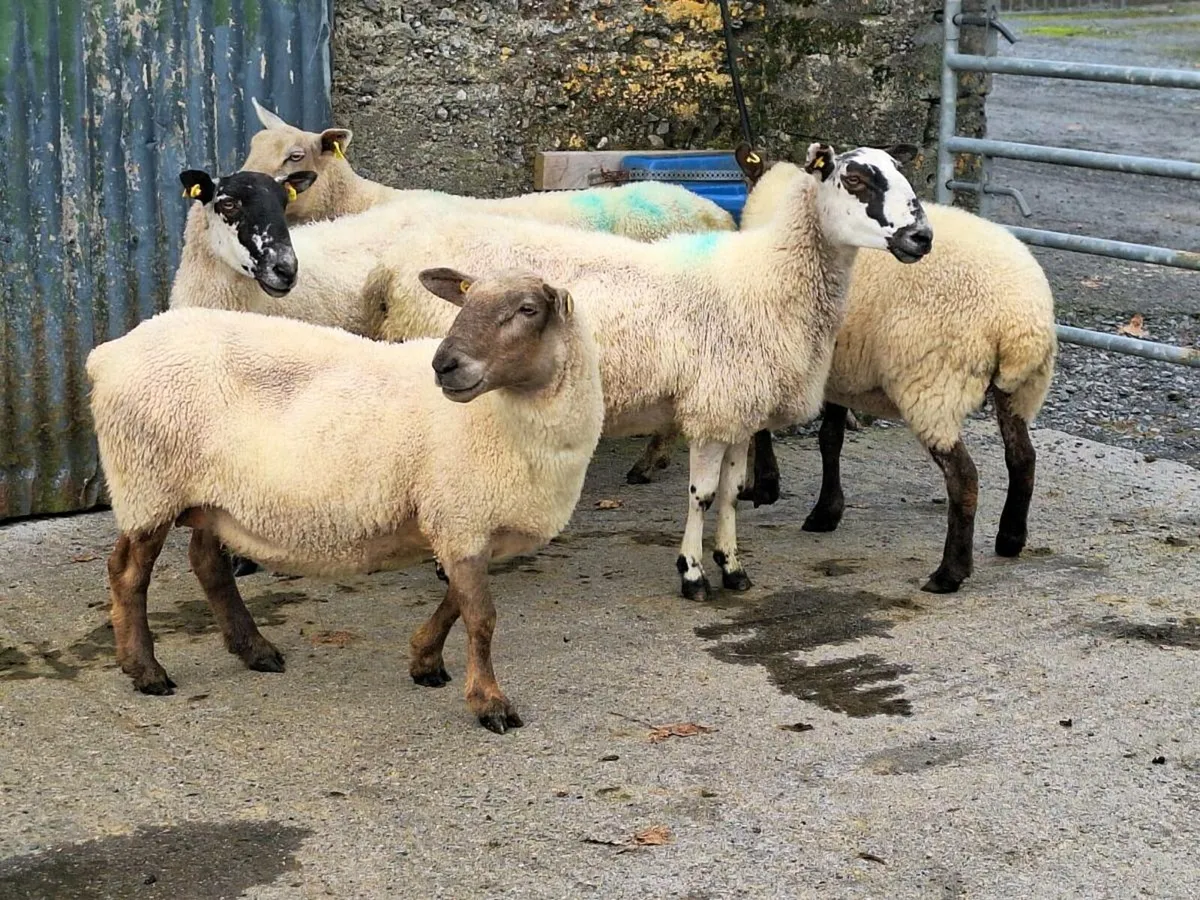 Ewes - Image 4