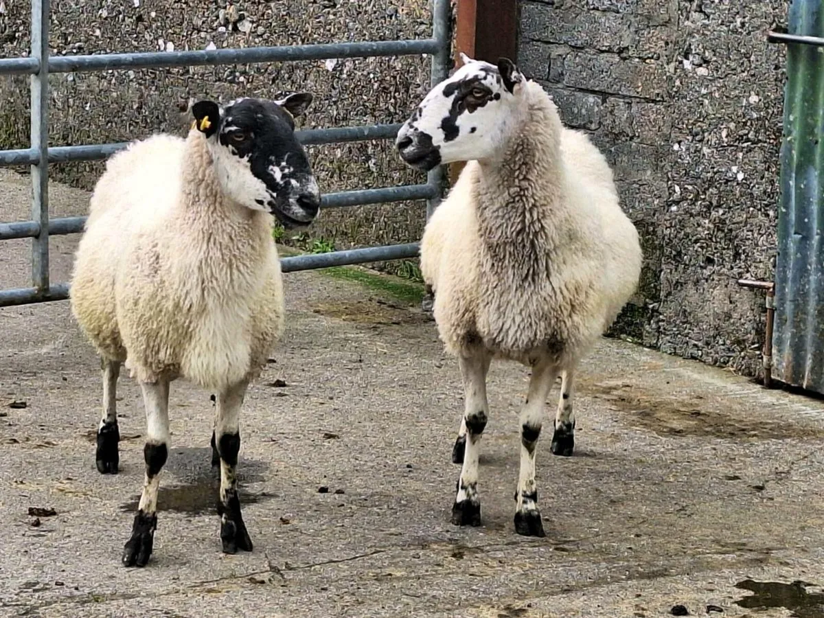 Ewes - Image 1
