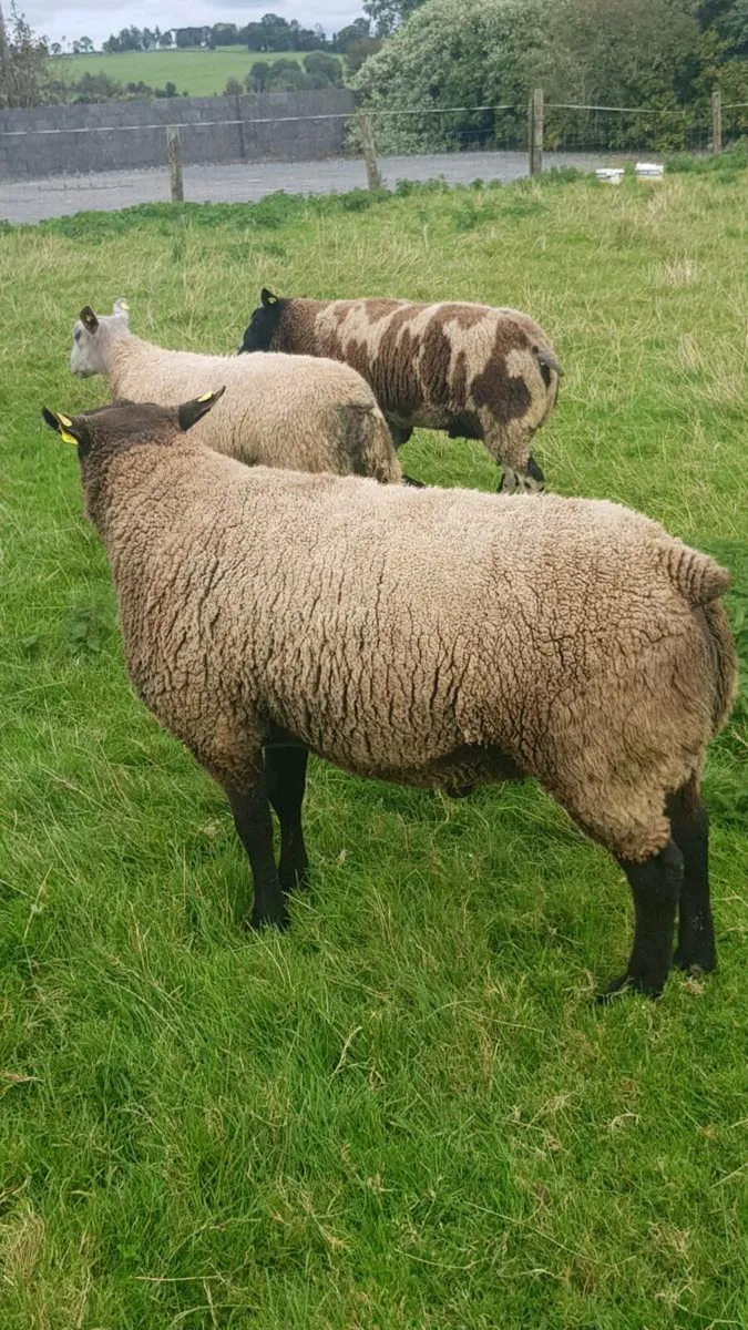 Blue texel rams - Image 3