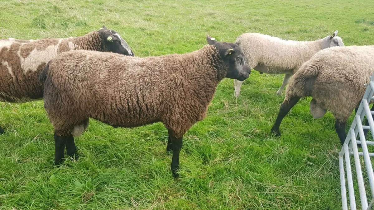 Blue texel rams - Image 4