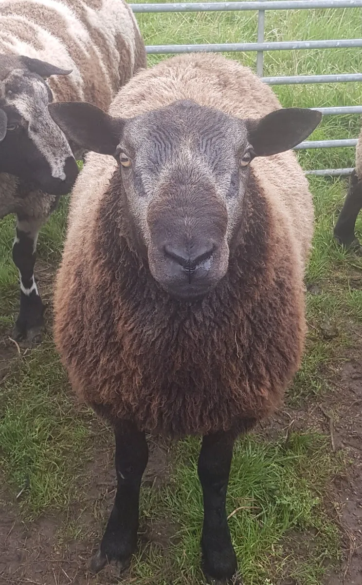 Blue texel rams - Image 1