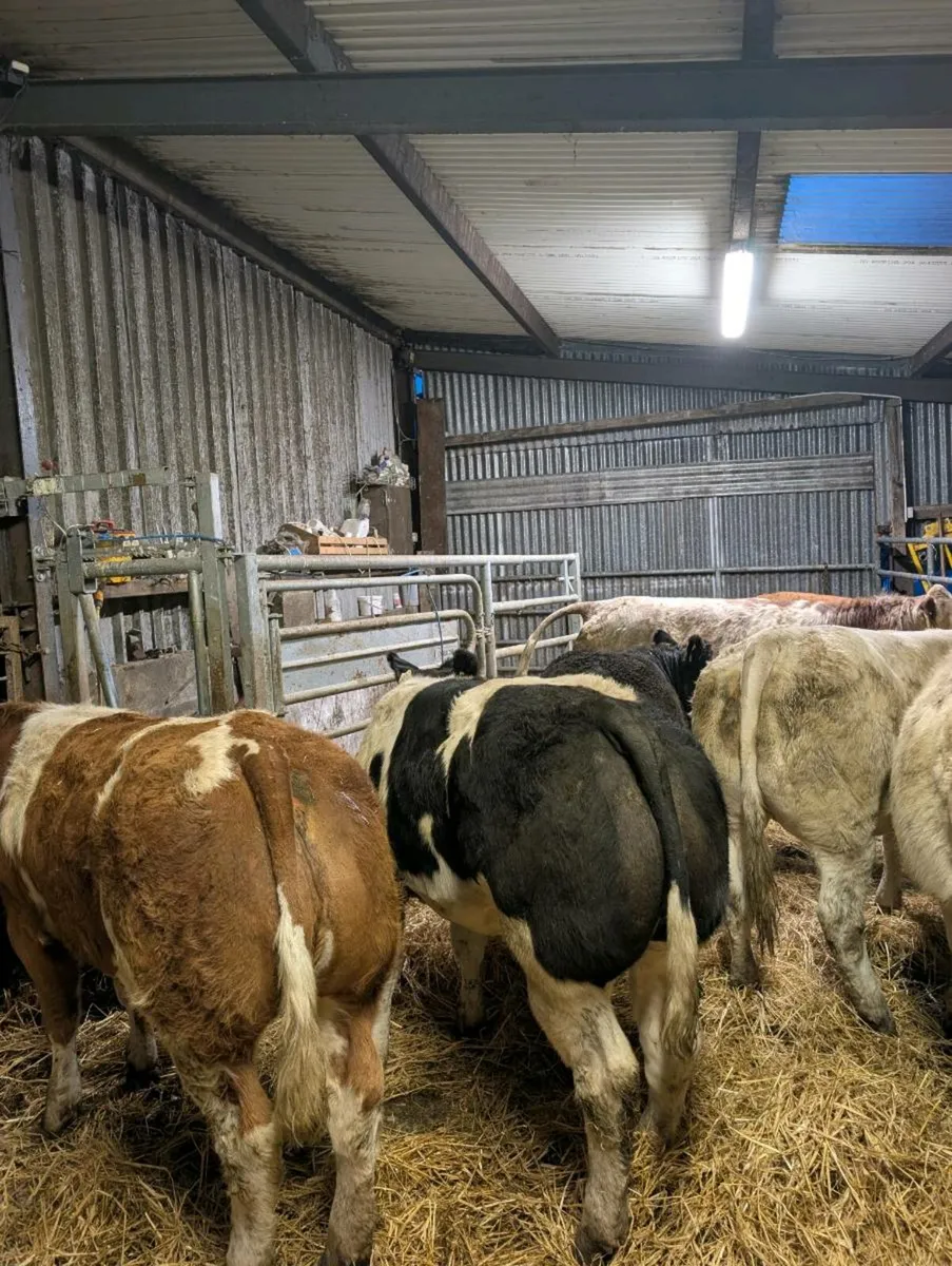 💥💥BBX HEIFERS 💥💥SFL and EBY💥💥 - Image 1