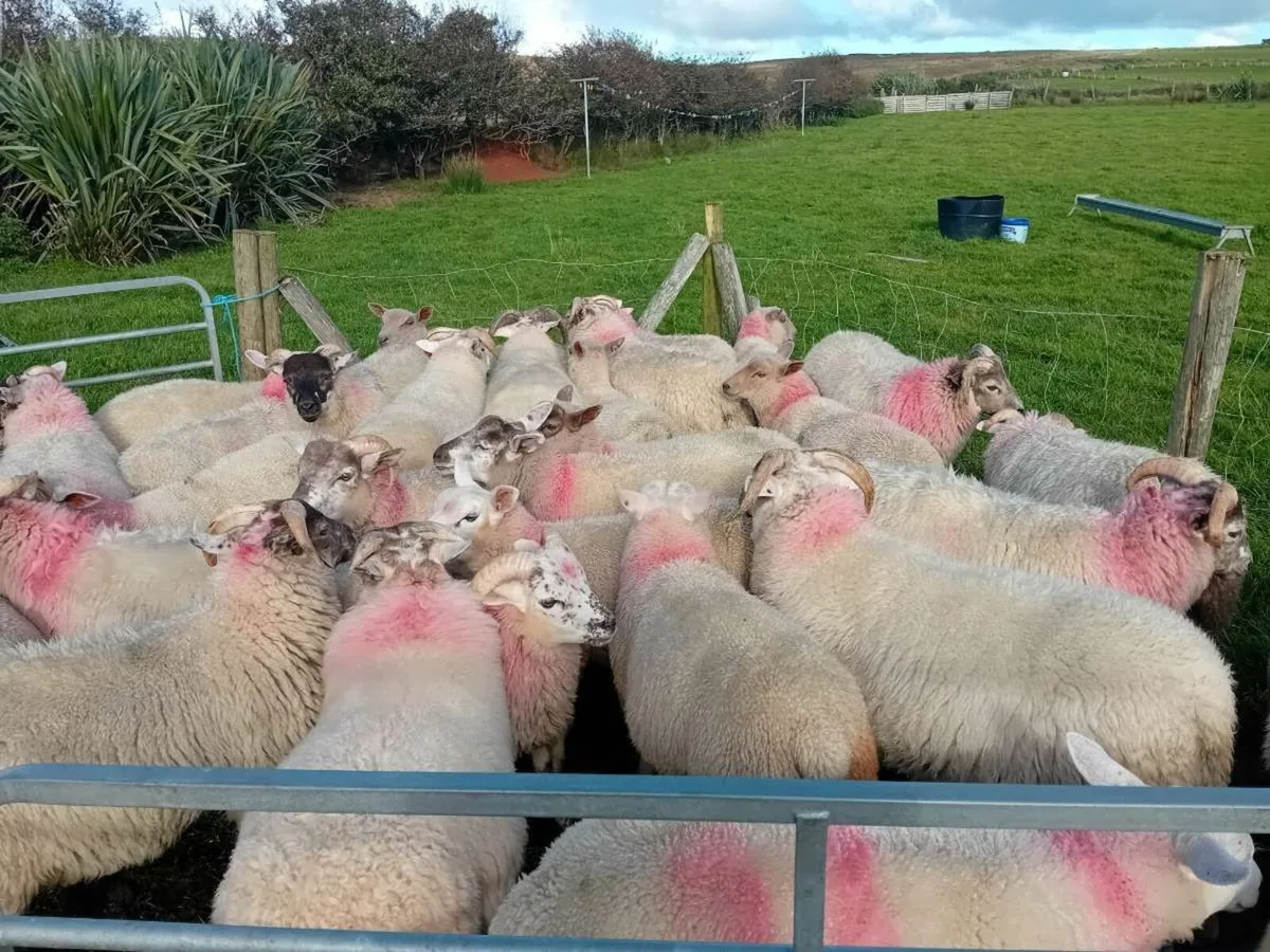 30 Texal cross ram lambs - Image 1
