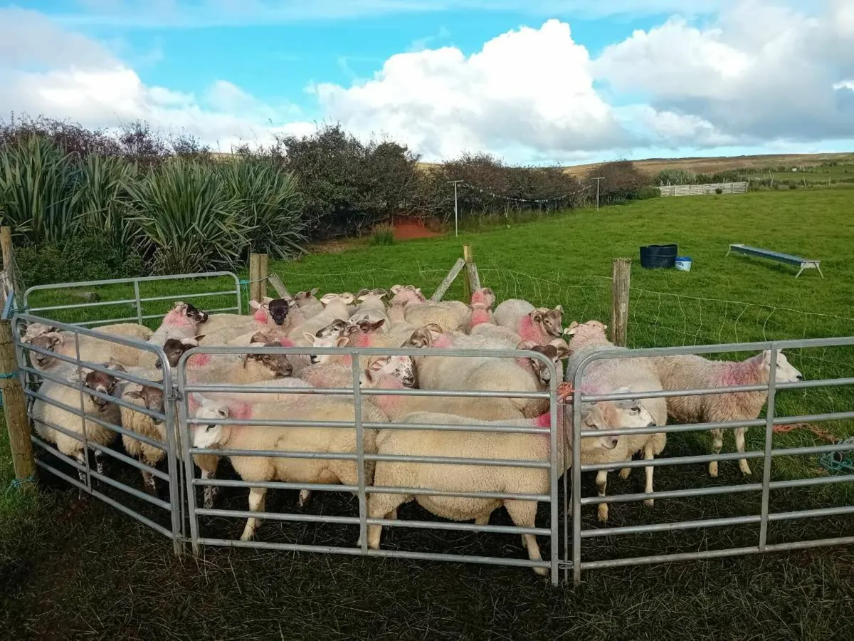 30 Texal cross ram lambs - Image 2