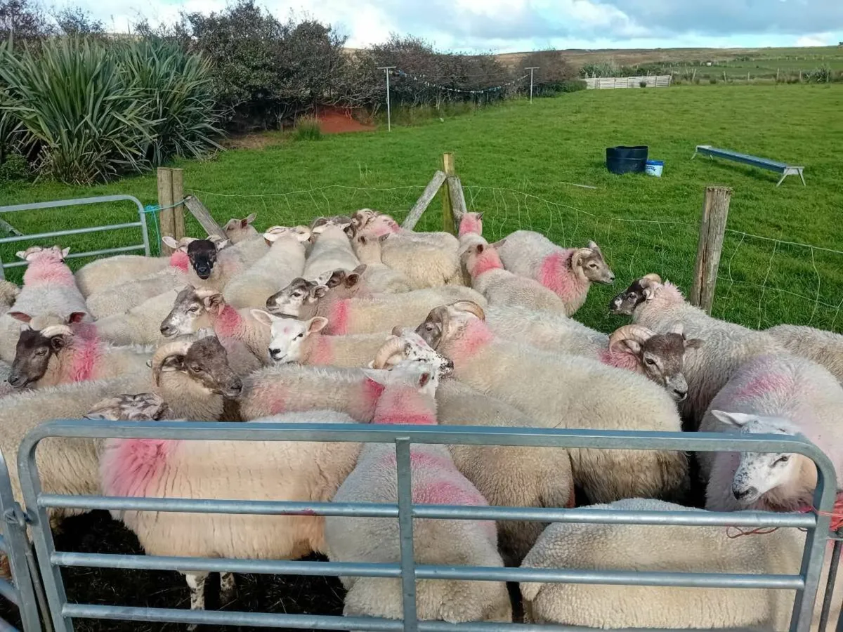 30 Texal cross ram lambs - Image 3