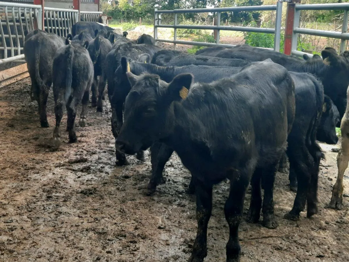 20 smashing Angus heifers for sale - Image 2